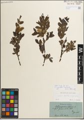 Foto von Salix myrsinifolia Salisb.